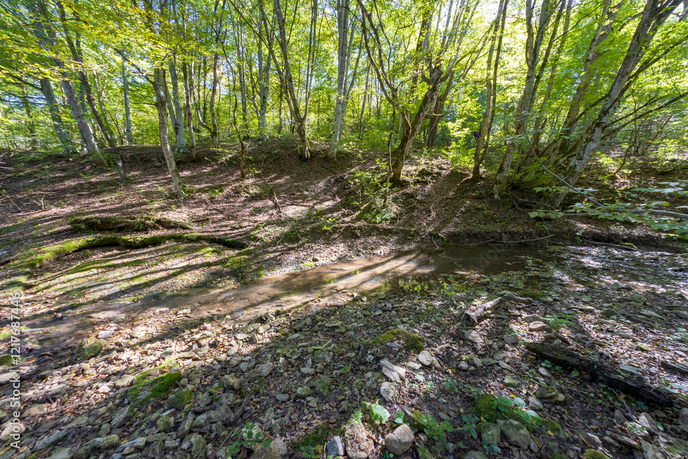 Obraz premium sunny day, nature park, river bottom, walk along the riverbank with an overview of the bottom structure