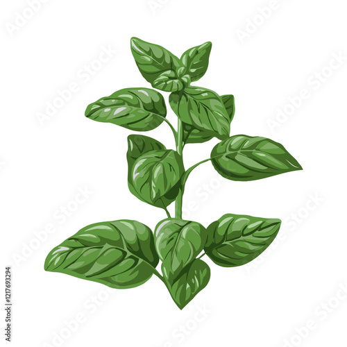 A detailed illustration of a basil plant featuring lush green leaves on a white background, showcasing herbal beauty