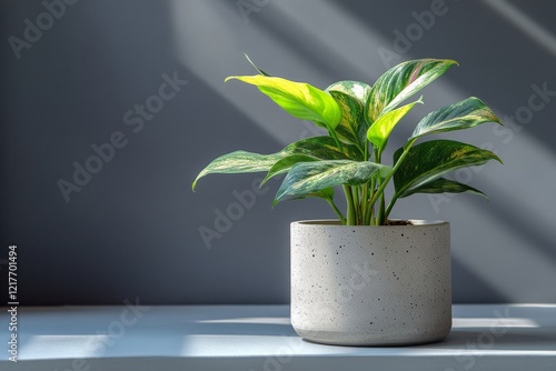 Fresh green plant in modern pot illuminated by natural sunlight on a minimali...