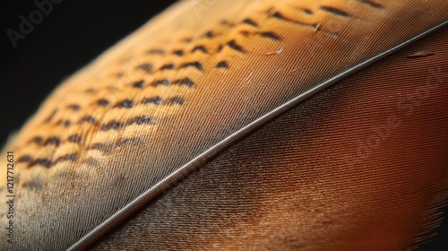 Soft Focus Closeup of a Feather Representing Lightness and Grace, ideal for themes of serenity and freedom photo