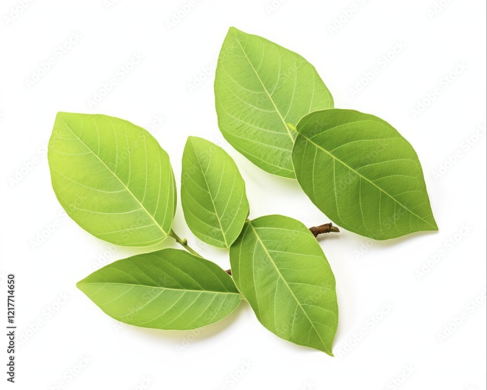 Fresh Guava Leaves Isolated on White Background - Tropical Nature of Green Leaves from Guava Fruit Fresh Guava Leaves Isolated on White Background - Tropical Nature of Green Leaves from Guava Fruit