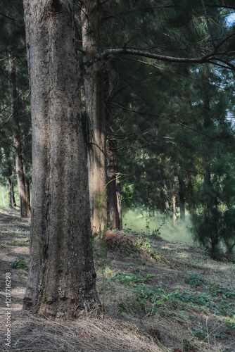 Row of cypress trees in Deltamas city park, Bekasi district, West Java, Indonesia
 photo