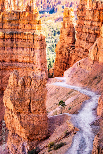 Obraz na płótnie Navajo loop trail in Bryce Canyon National Park, Utah. Bryce Canyon is a collection of giant natural amphitheaters along the eastern side of the Paunsaugunt Plateau w salonie