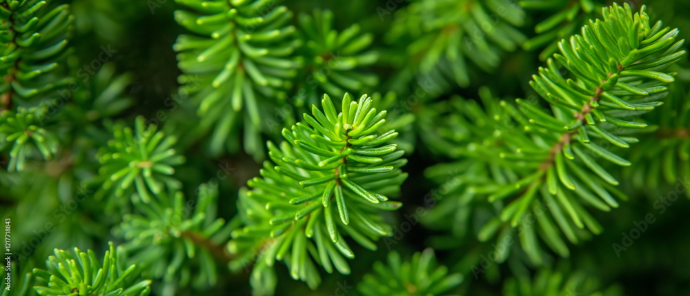 Yew with dense green foliage. Urban Aesthetic. --c_004 Yew with dense green foliage. Urban Aesthetic. --c_004