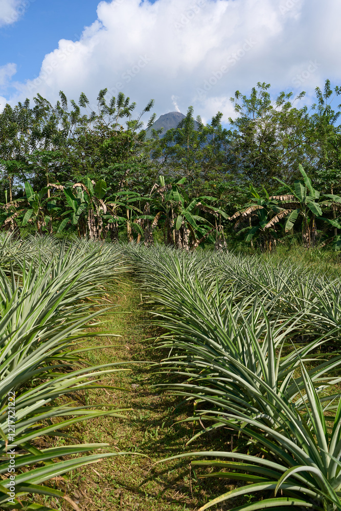 La Fortuna, Costa Rica - November 20, 2024 - walk around the Arenal volcano with breathtaking views in Provincia de Alajuela