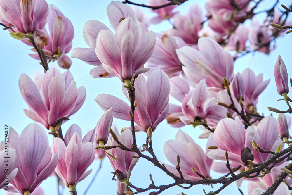 Pink Magnolia Blossoms on Branches Against Blue Sky Pink Magnolia Blossoms on Branches Against Blue Sky