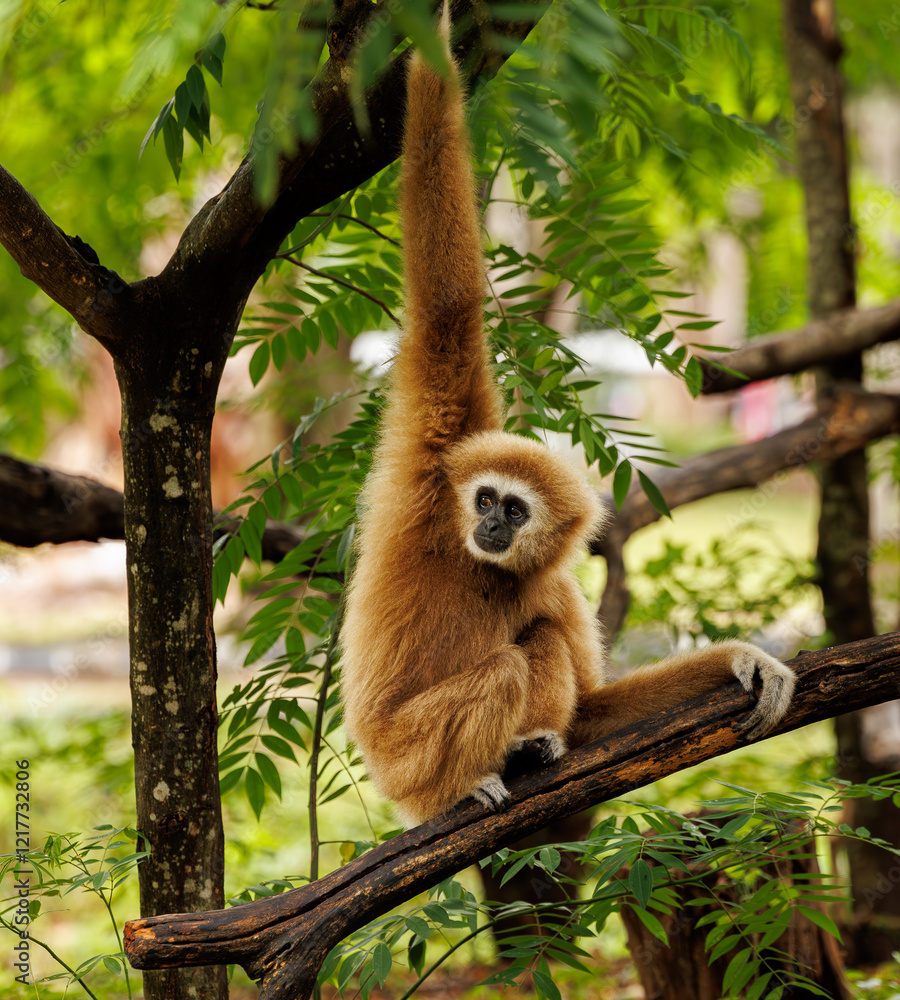 Naklejka premium Gibbon in the wild