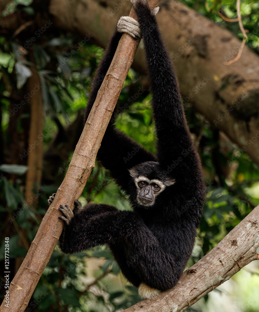 Gibbon in the wild Gibbon in the wild