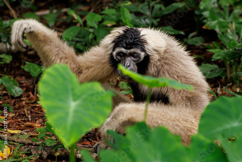Gibbon in the wild