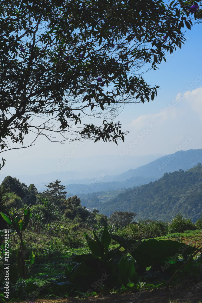 A view from one of the mountains in the Bogor region of Indonesia, onion plants set against a layered mountain setting with a clear sky A view from one of the mountains in the Bogor region of Indonesia, onion plants set against a layered mountain setting with a clear sky