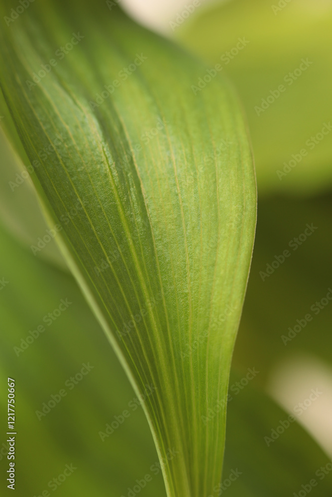 Smoke selective soft focus leaf. Macro Nature blur green, beige blur neutral background. Smoke selective soft focus leaf. Macro Nature blur green, beige blur neutral background.