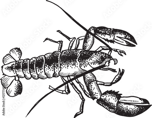 Lobster silhouette isolated on white background for menu design.  Vintage engraved sketch