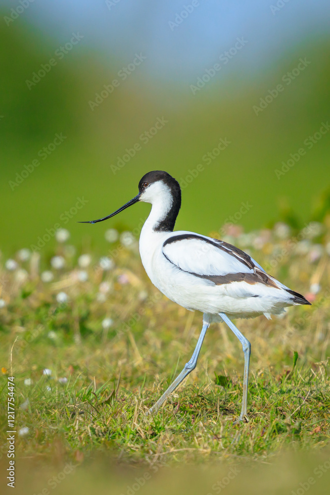 Obraz premium Pied Avocet, Recurvirostra avosetta, foraging