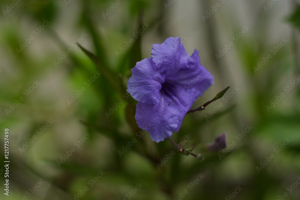 Fototapeta premium Ruellia simplex, or also known as Purple Kencana, is a flowering plant from the Acanthaceae family. This plant has purple, pink, blue, or white flowers 