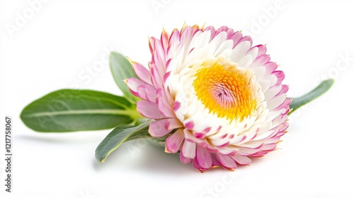 A vibrant pink and white everlasting flower with bright yellow center, showcasing delicate petals and lush green leaves.