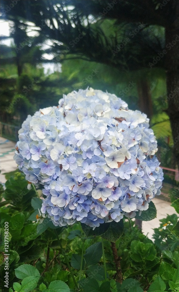 Blooming Blue Hydrangea Cluster: A Symbol of Elegance Blooming Blue Hydrangea Cluster: A Symbol of Elegance