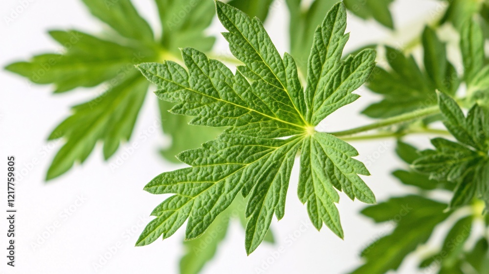 Close-up of vibrant green leaves showcasing intricate texture and detail. Close-up of vibrant green leaves showcasing intricate texture and detail.