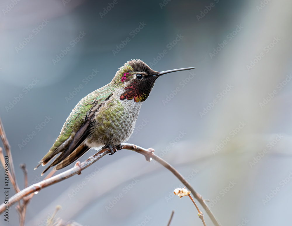 Fototapeta premium Anna's Hummingbird in Winter