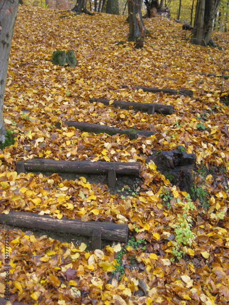Old wooden staircase covered with autumn leaves - Vieil escalier en bois recouvert de feuilles mortes en automne Old wooden staircase covered with autumn leaves - Vieil escalier en bois recouvert de feuilles mortes en automne