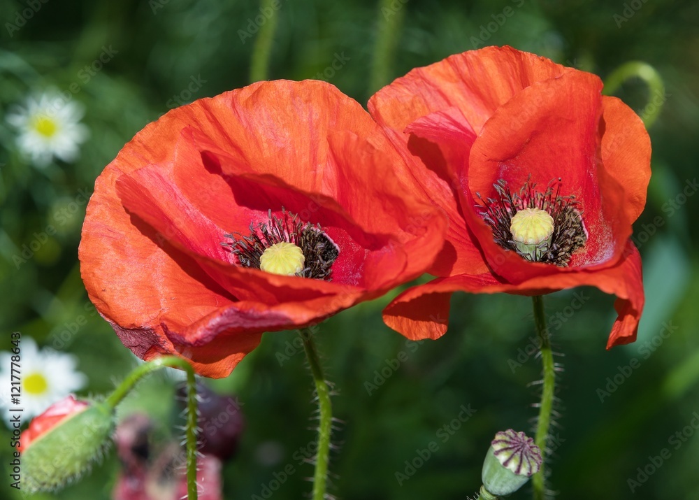 red poppies or Common poppy corn poppy Papaver Rhoaes red poppies or Common poppy corn poppy Papaver Rhoaes