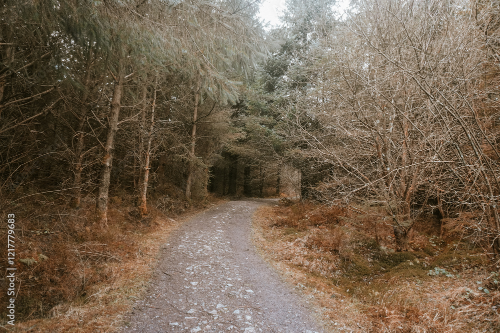 Naklejka premium Winding Gravel Path Through a Serene Autumn Woodland