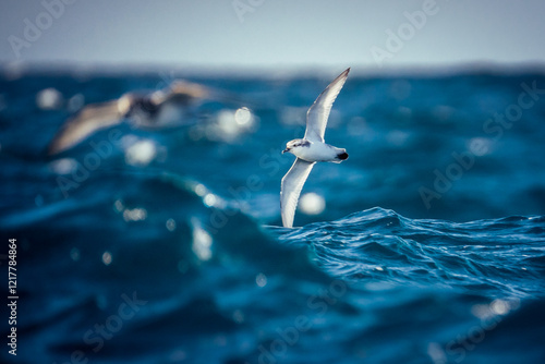 Slender-billed prion at Drake Passage