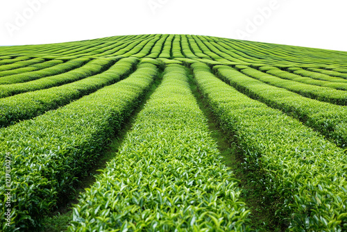 Picturesque tea plantation, cut out photo