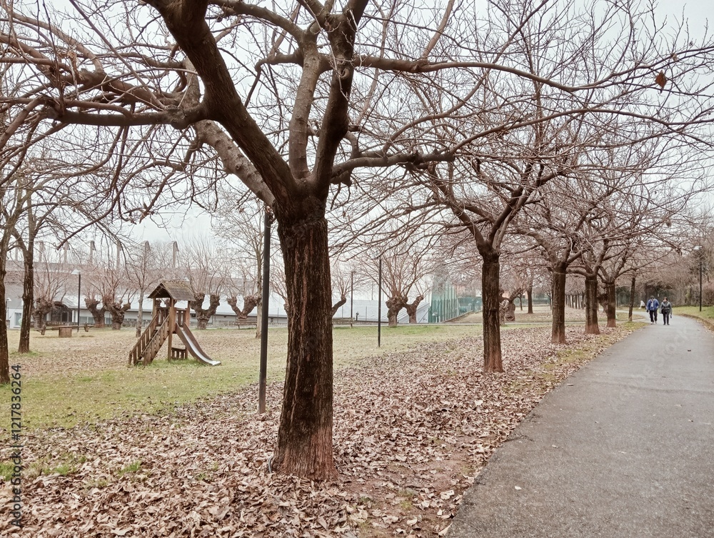 Tree in the park