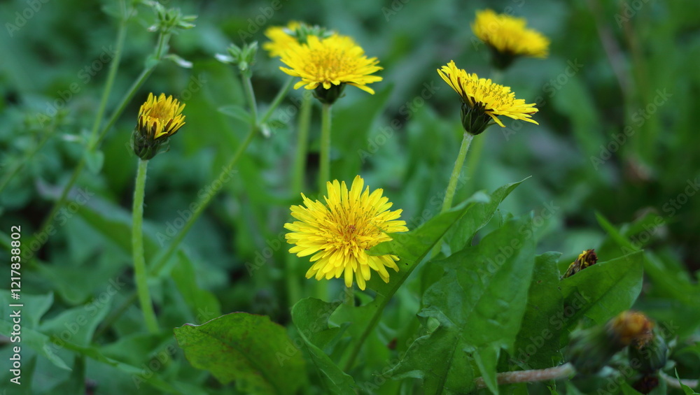 yellow dandelion blooming in early spring yellow dandelion blooming in early spring