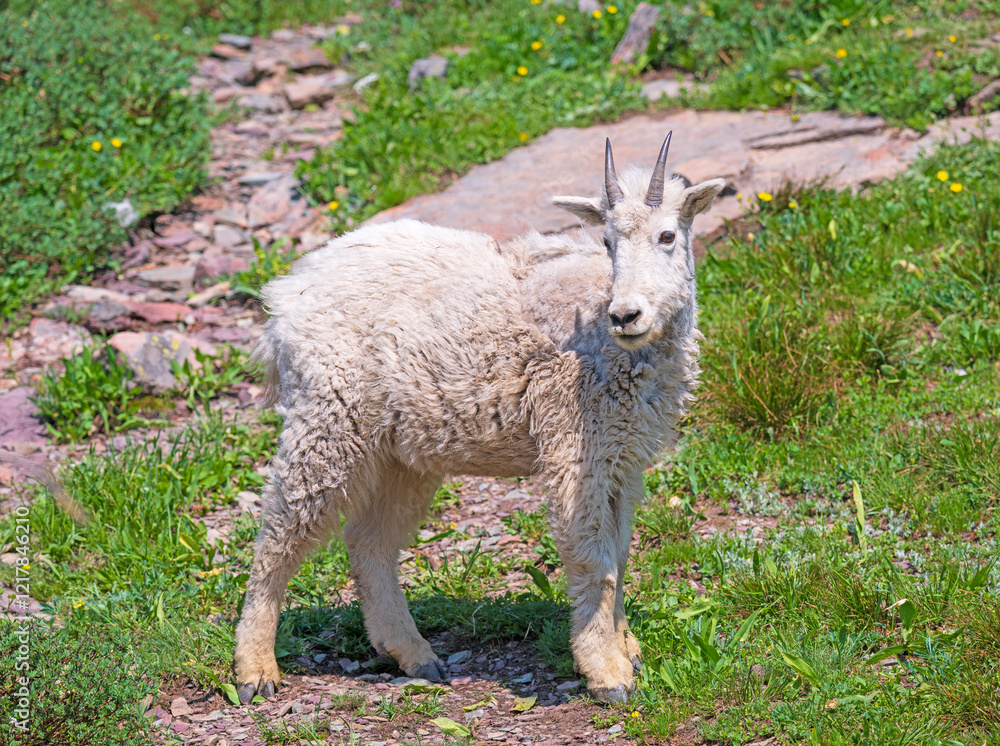 Baby Mountain Goat in a Summer Meadow