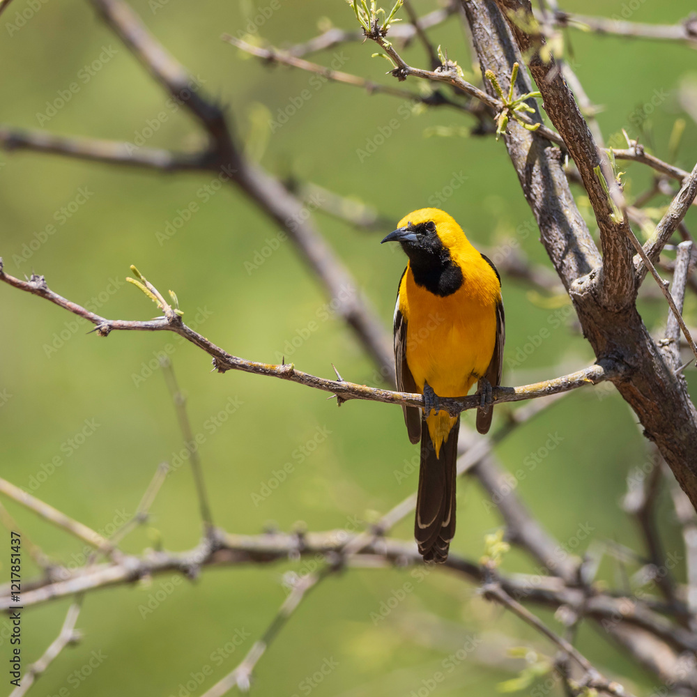 Obraz premium Male Hooded Oriole in Arizona