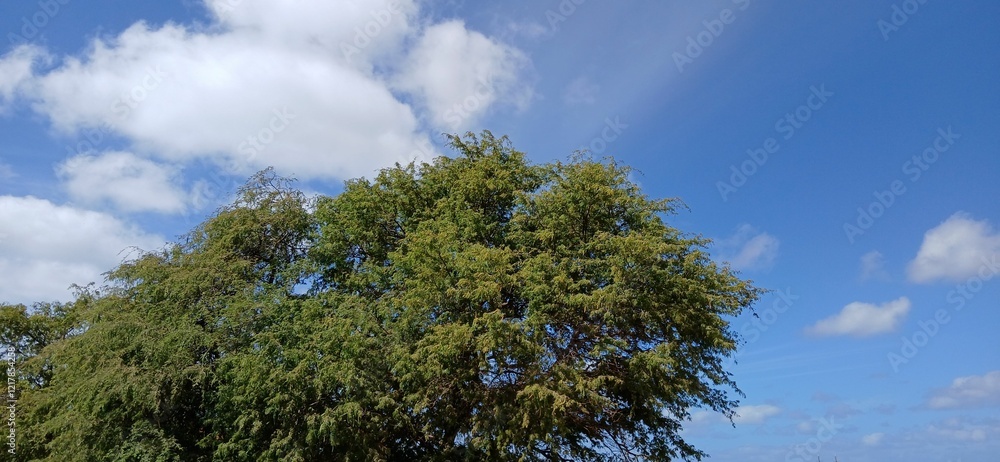 Obraz premium árbol y cielo