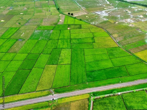 THE BEAUTY OF THE RICE FIELD LANDSCAPE ON THE EDGE OF RAWA PENING LAKE WHICH IS THE ROUTE OF THE AMBARAWA STATION STEAM TRAIN photo