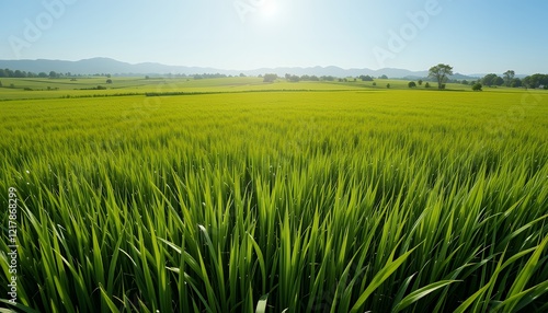 Serene Green Field Landscape:  Vast expanse of lush greenery under a bright sun, rolling hills in the background, creating a tranquil and peaceful scene.