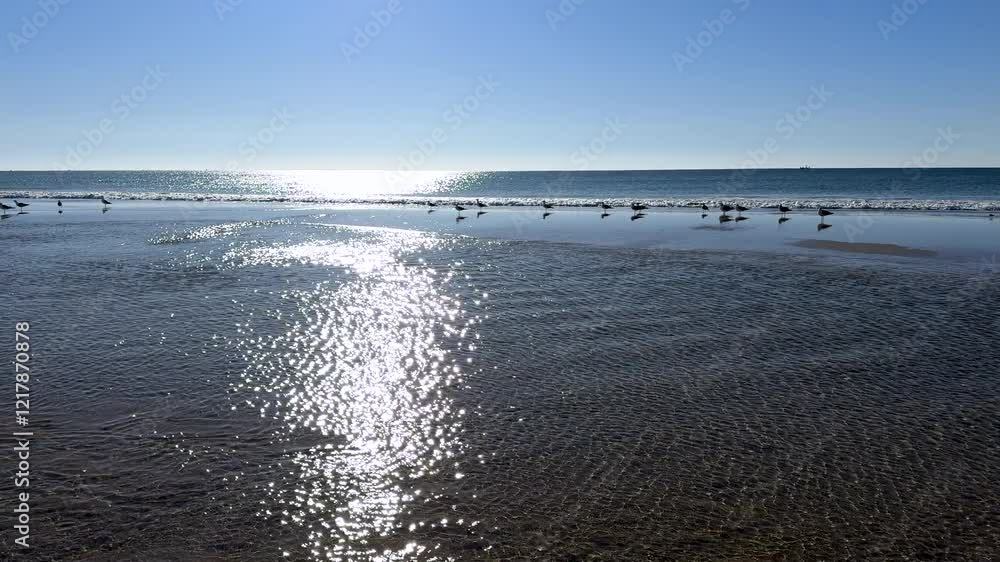 Waves shimmer as seagulls stroll along the shore. High quality 4k footage Waves shimmer as seagulls stroll along the shore. High quality 4k footage