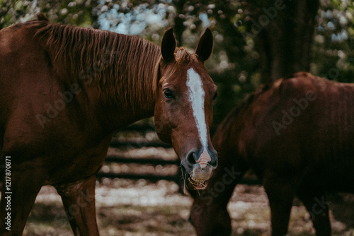 Happy Horse Smiling in the Pasture