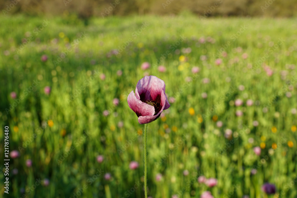 Close up of pink poppies in the daylight.