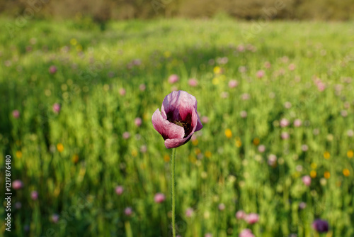 Close up of pink poppies in the daylight.