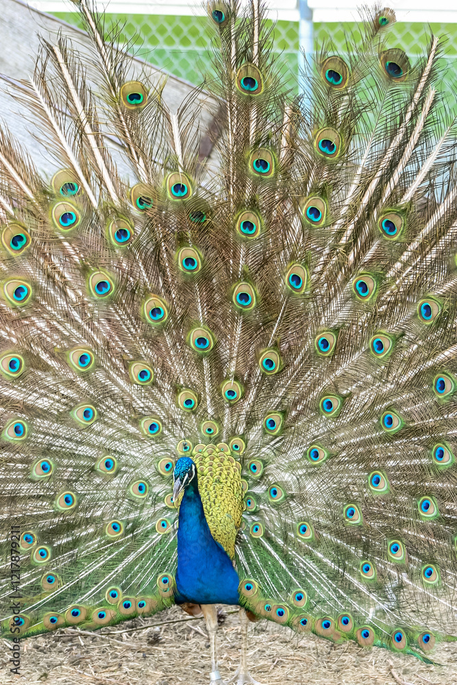 Obraz premium A peacock is standing in a zoo enclosure
