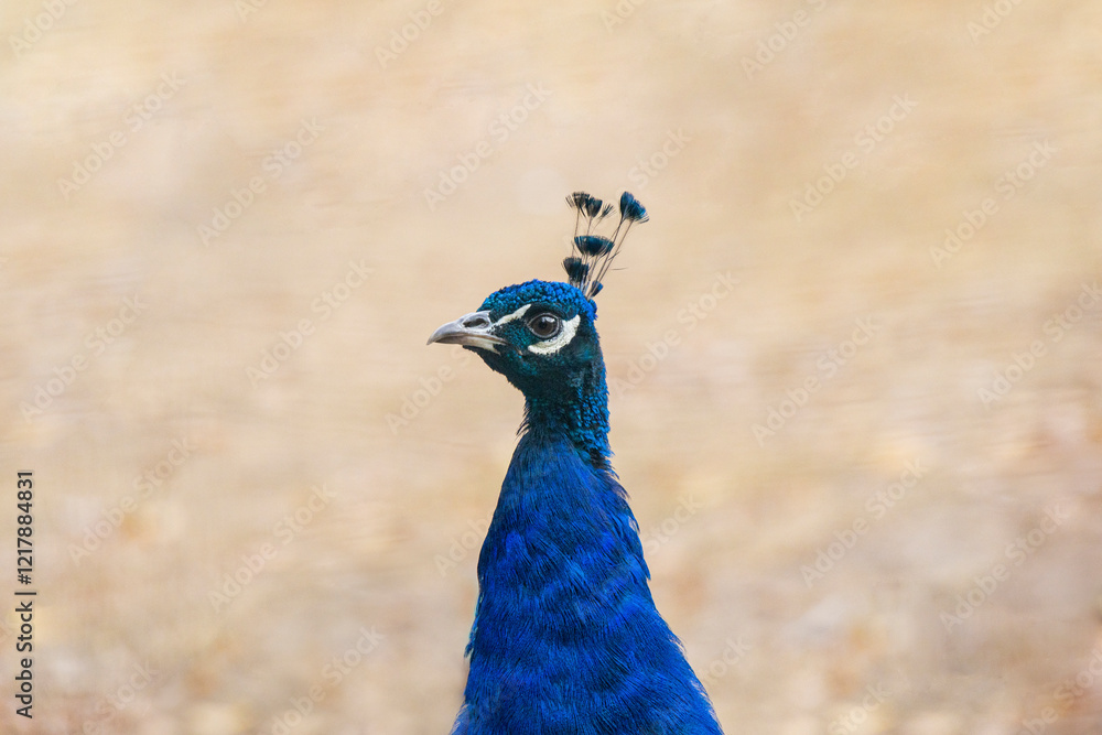 portrait of a blue peacock against the backdrop of an autumn garden portrait of a blue peacock against the backdrop of an autumn garden