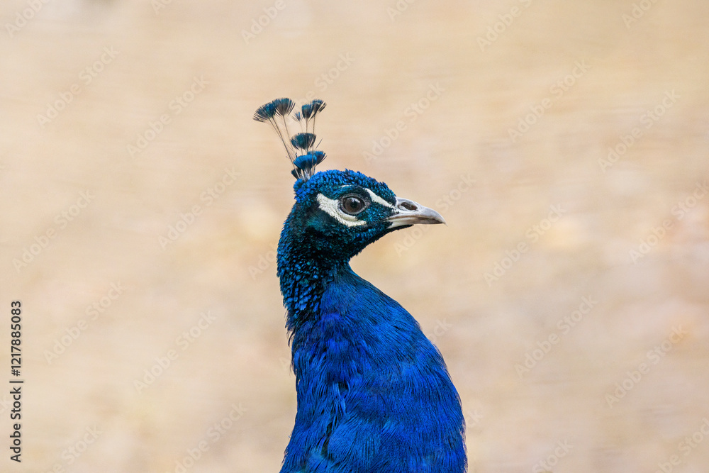 portrait of a blue peacock against the backdrop of an autumn garden portrait of a blue peacock against the backdrop of an autumn garden