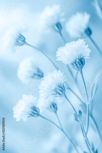 Blurred blue cyanotype print of white knapweed, alternative photography photo