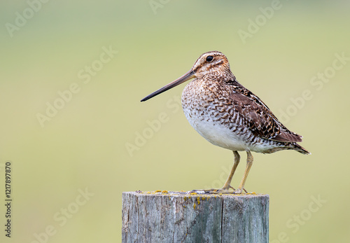 Wilson's Snipe on Post photo