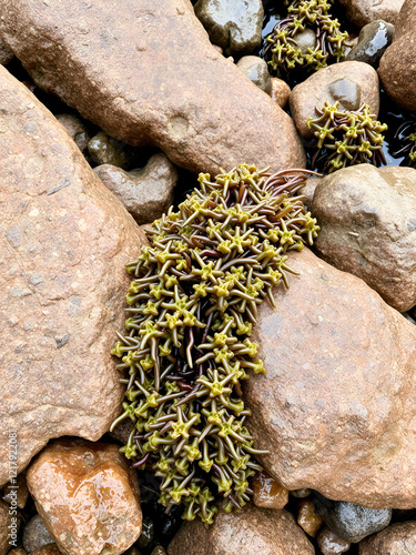 Rockweed seaweed or bladderwrack, fucus vesiculosus, on rocks at Trefor beach on the North Wales coast. photo