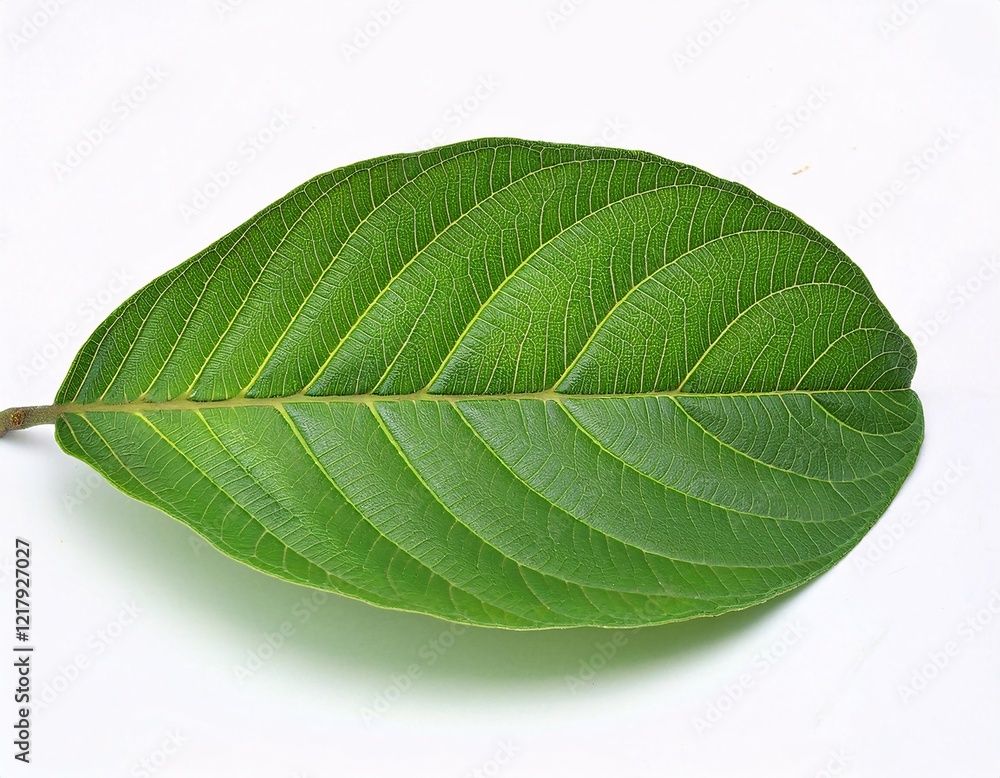 Fototapeta premium Fresh Guava Leaves Isolated on White Background