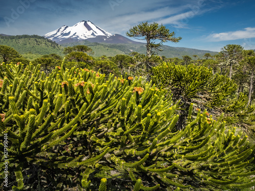 Llaima volcano and Monkey puzzle trees (Araucaria araucana) in Conguillío National Park, Chile