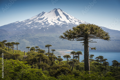 Llaima volcano and Monkey puzzle trees (Araucaria araucana) in Conguillío National Park, Chile
