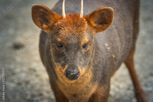 Pudu, South American deer at Chiloe Island, Chile photo