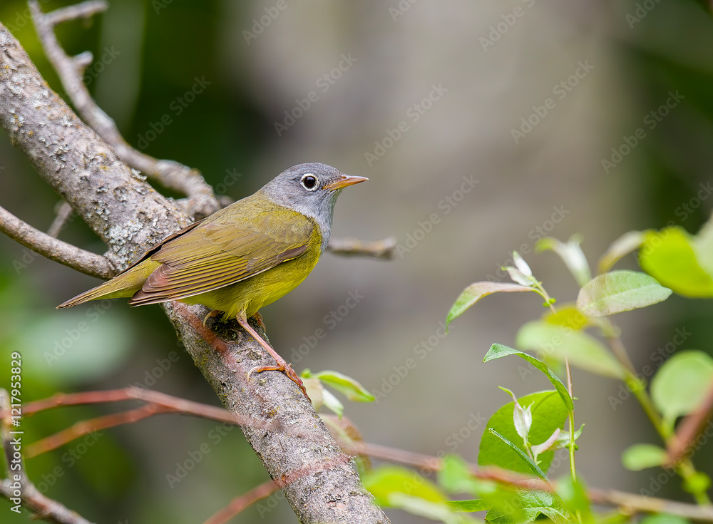 Fototapeta premium Connecticut Warbler