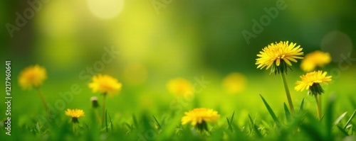 Gentle morning light shines on a bed of soft green grass with delicate yellow dandelion flowers swaying gently, shadows, gentle, grass